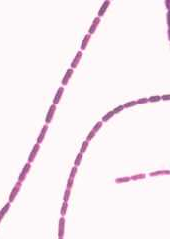 Laseczki B. anthracis